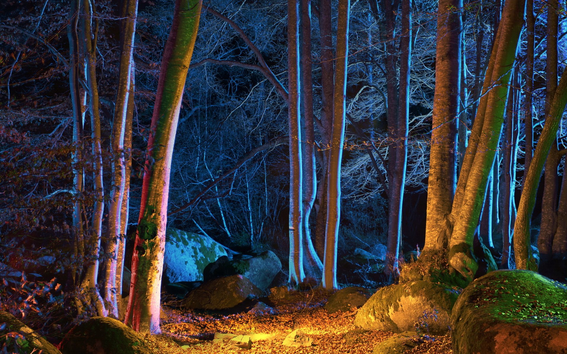 HD PC desktop wallpaper featuring a serene forest scene illuminated by soft, cool blue and warm orange lighting among tall trees and moss-covered rocks.