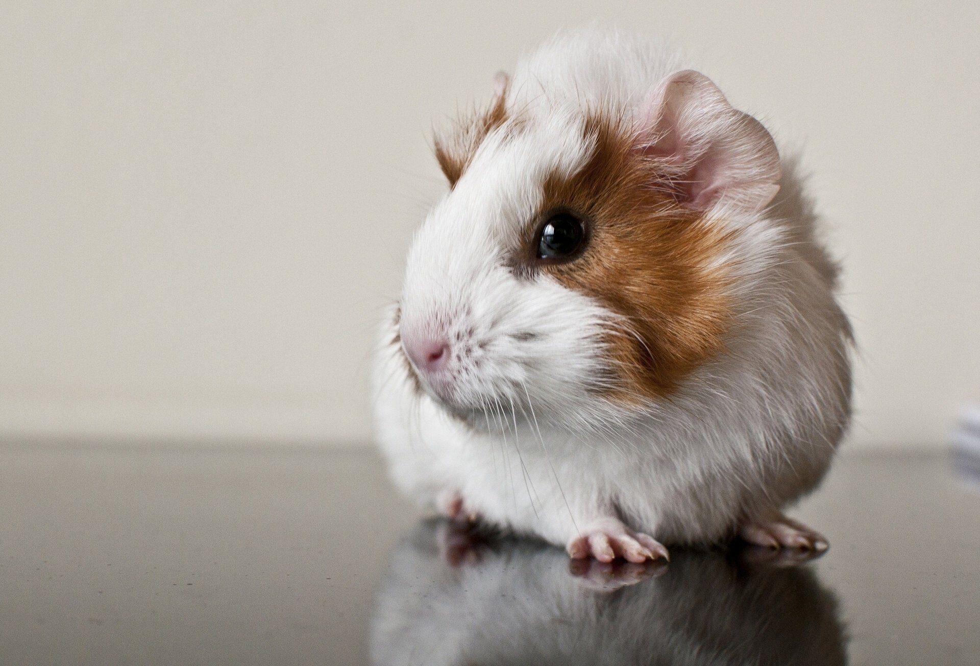 HD Wallpaper Of A Charming Guinea Pig Reflection