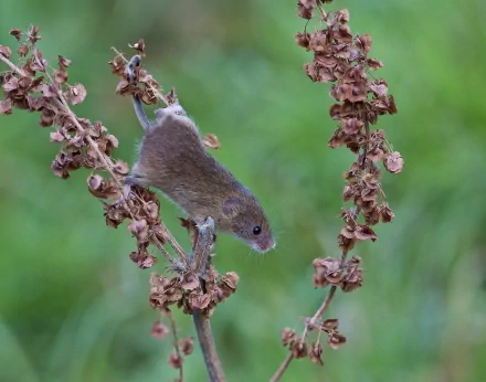 Animal mouse HD Desktop Wallpaper | Background Image