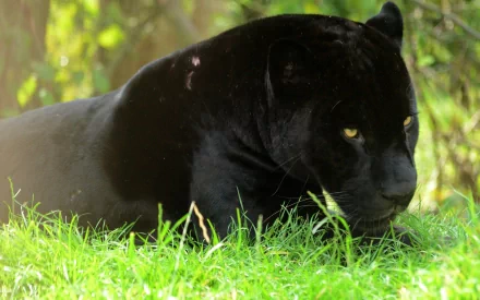 HD desktop wallpaper featuring a black panther resting on grass with a blurred natural background.