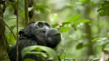 Animal chimpanzee HD Desktop Wallpaper | Background Image