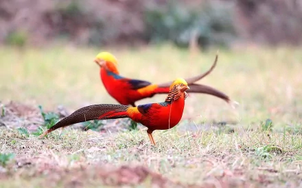 Animal golden pheasant HD Desktop Wallpaper | Background Image
