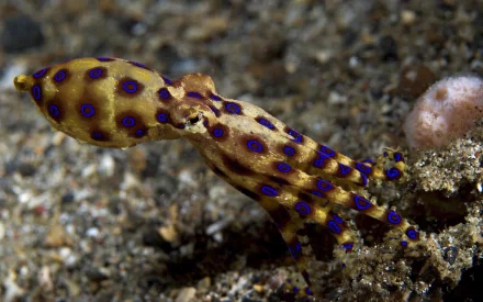 Animal squid HD Desktop Wallpaper | Background Image