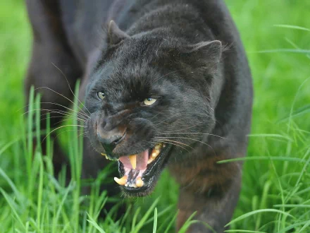 HD desktop wallpaper featuring a black panther baring its teeth in a lush green grass background.
