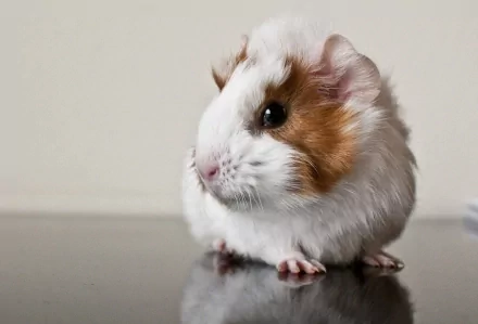 A cute guinea pig with a white and brown coat, gazing thoughtfully while its reflection is visible on a glossy surface, designed as an HD PC desktop wallpaper.