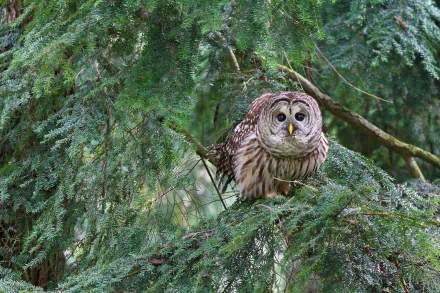 A striking owl perched on a branch amidst lush green foliage, captured in stunning HD for a captivating desktop wallpaper and background.