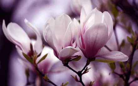 flower nature magnolia HD Desktop Wallpaper | Background Image