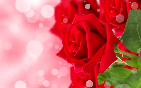 HD desktop wallpaper featuring a vibrant red rose bud with detailed petals against a soft pink bokeh background, showcasing natural beauty.
