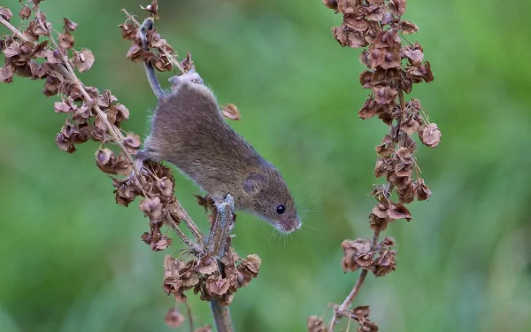 Animal mouse HD Desktop Wallpaper | Background Image