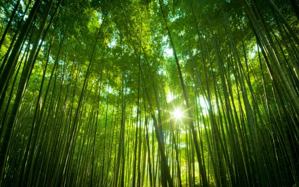 HD PC desktop wallpaper of a sunlit bamboo forest: tall green stalks reaching to a bright canopy as sunbeams filter through the leaves.
