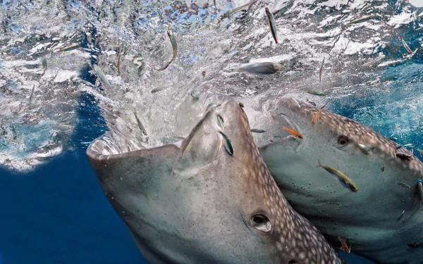 A captivating HD wallpaper featuring whale sharks swimming gracefully beneath the water's surface, surrounded by shimmering bubbles and small fish.