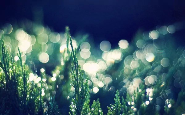 A close-up of lush green plants glistening with dew, set against a softly blurred background of bokeh lights. This vibrant nature scene serves as an enchanting HD desktop wallpaper.