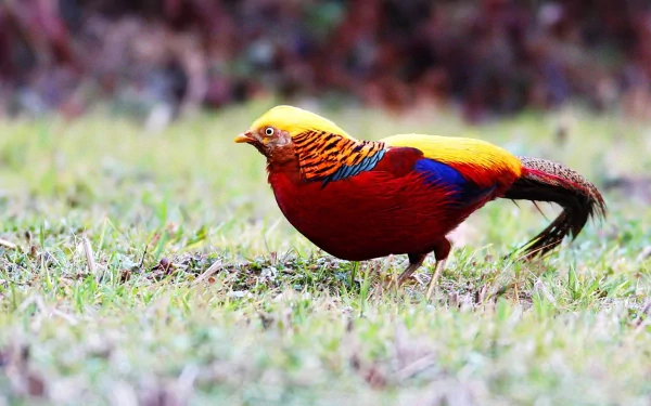 Animal golden pheasant HD Desktop Wallpaper | Background Image