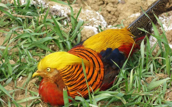 Animal golden pheasant HD Desktop Wallpaper | Background Image