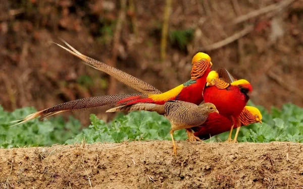 HD PC desktop wallpaper featuring vibrant golden pheasants standing on a soil mound with a natural blurred background.