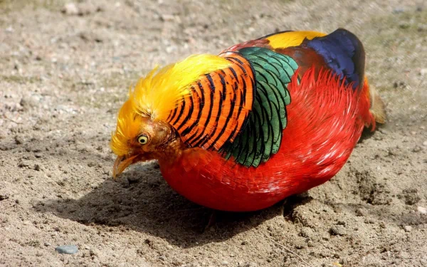 Colorful golden pheasant resting on sandy ground, displaying iridescent red, green and gold plumage — HD PC desktop wallpaper and background.