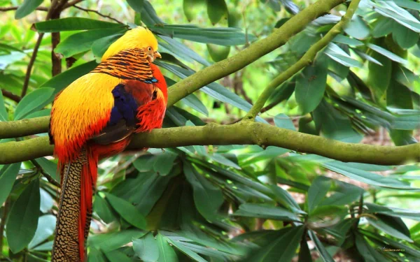 Animal golden pheasant HD Desktop Wallpaper | Background Image