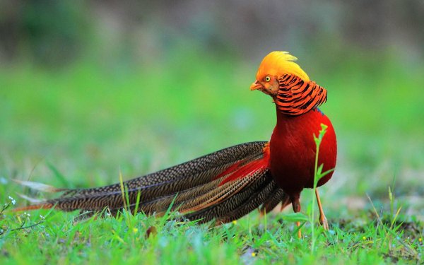 Animal Golden Pheasant Birds Galliformes HD Wallpaper | Background Image