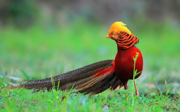 HD PC desktop wallpaper featuring a vibrant golden pheasant standing on green grass with a blurred natural background.