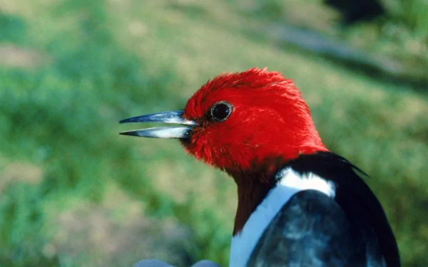 HD PC desktop wallpaper featuring a vibrant red-headed woodpecker with a blurred green natural background.