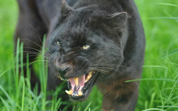 HD desktop wallpaper featuring a black panther baring its teeth in a lush green grass background.