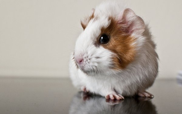 Animal Guinea Pig Reflection Rodent HD Wallpaper | Background Image