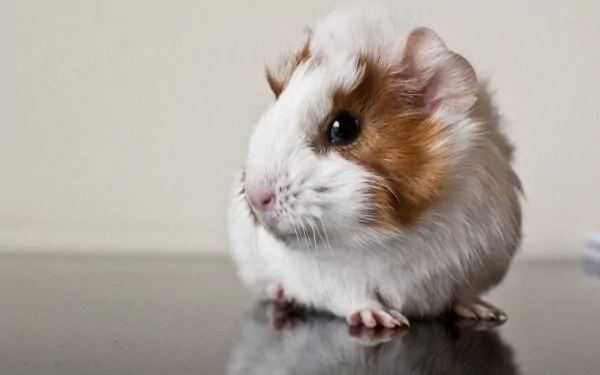 A cute guinea pig with a white and brown coat, gazing thoughtfully while its reflection is visible on a glossy surface, designed as an HD PC desktop wallpaper.