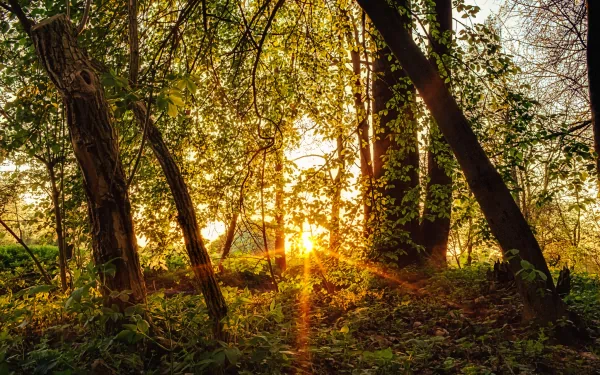 HD PC desktop wallpaper featuring a sunbeam breaking through dense green foliage in a serene forest setting.