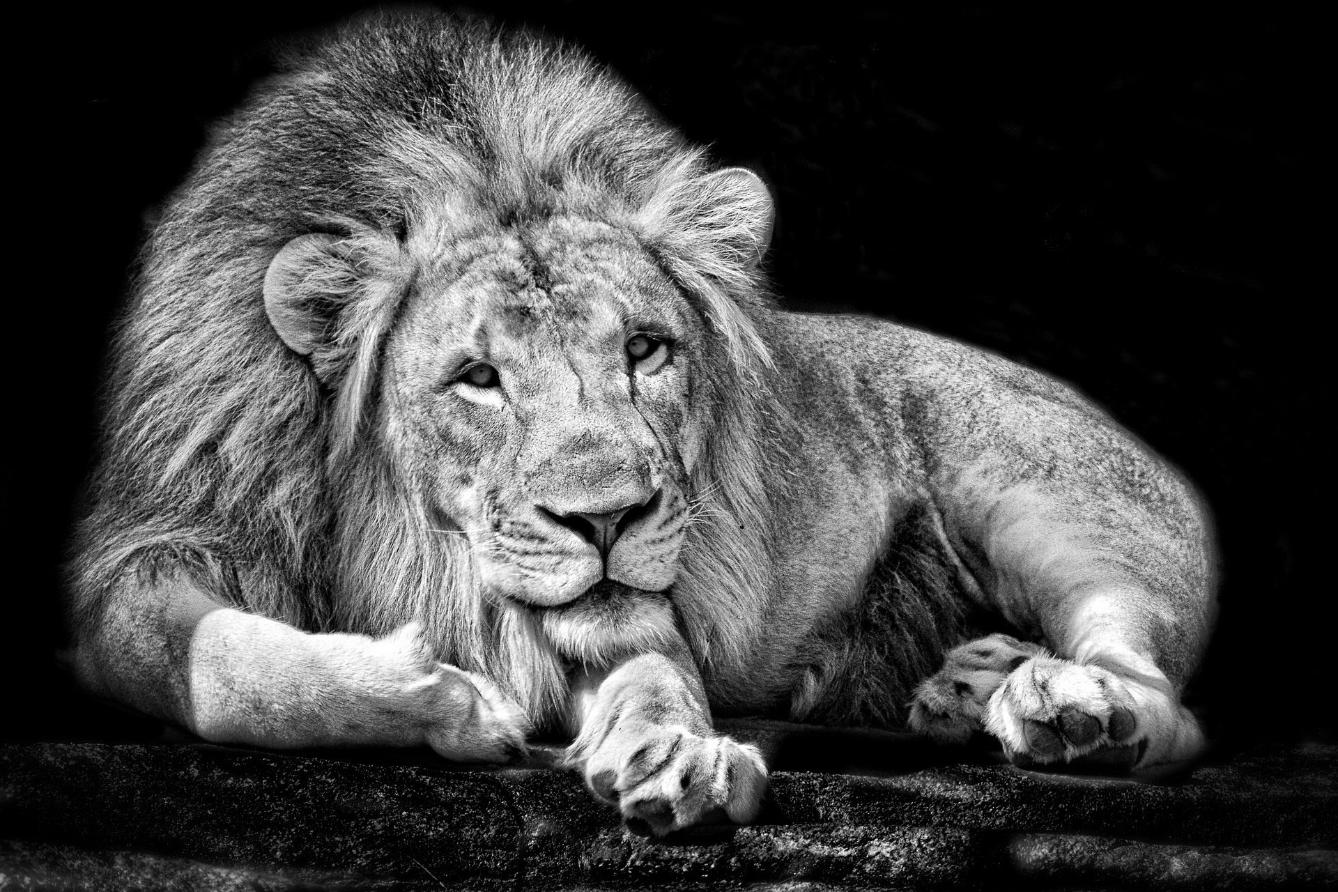 Majestic Lion HD Wallpaper