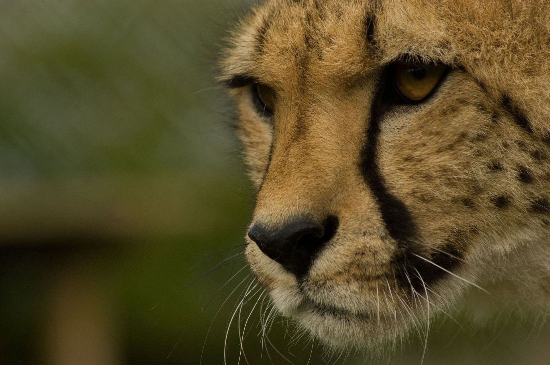 A close-up of a cheetah's face, showcasing its striking features and intense gaze, serves as an engaging HD desktop wallpaper and background.
