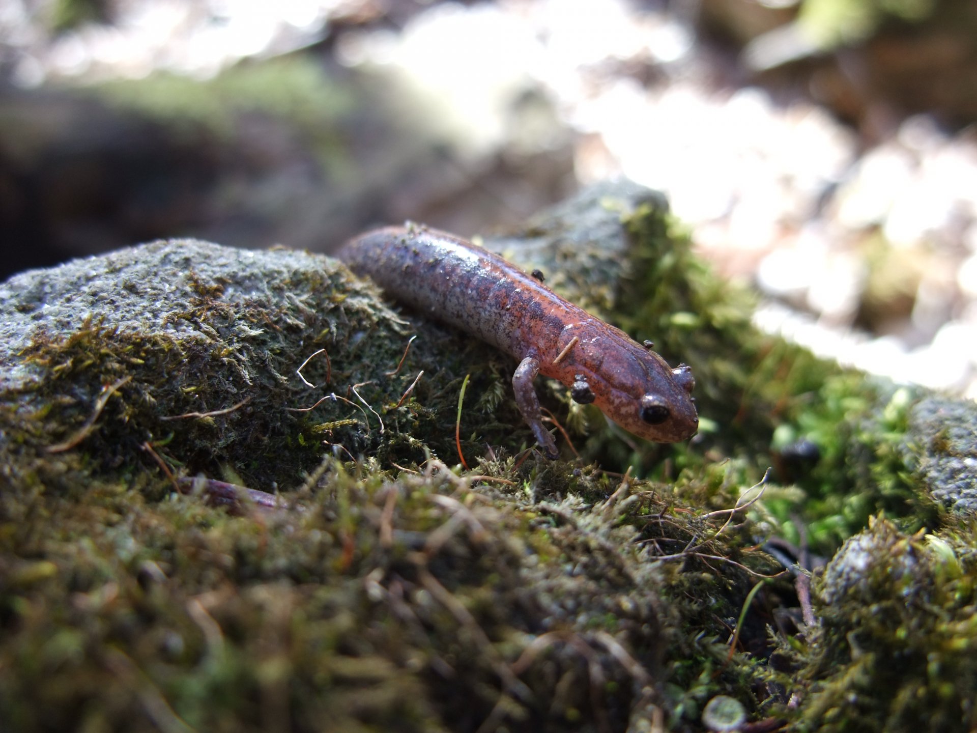 Download Animal Newt 4k Ultra HD Wallpaper