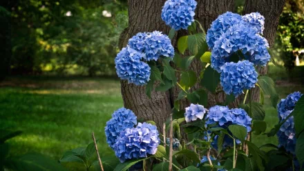 nature hydrangea HD Desktop Wallpaper | Background Image