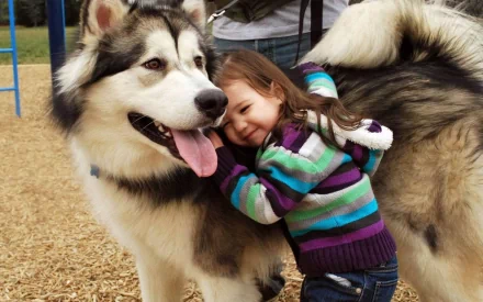 A child hugs a large dog in an outdoor playground. The image is a high-definition desktop wallpaper and background, tagged with photography and child.