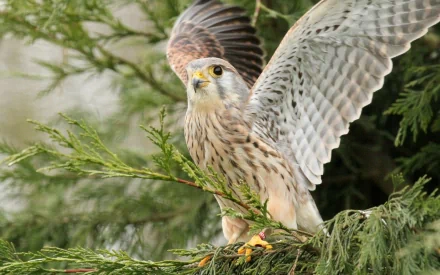 HD PC desktop wallpaper featuring a kestrel with wings spread, perched on a green tree branch in a natural outdoor setting.