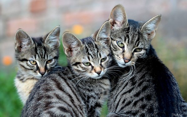 Animal Cat Cats HD Wallpaper | Background Image
