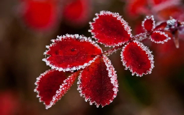 HD desktop wallpaper showing vibrant red leaves edged with delicate frost crystals, highlighting the beauty of nature in crisp detail.