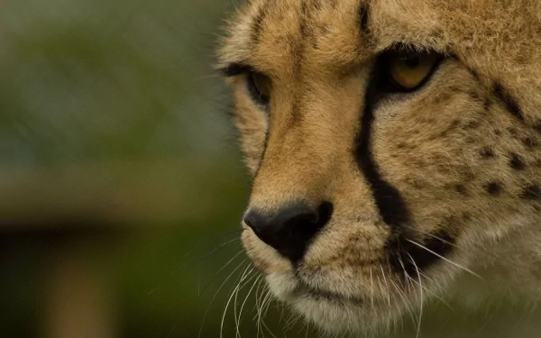 A close-up of a cheetah's face, showcasing its striking features and intense gaze, serves as an engaging HD desktop wallpaper and background.