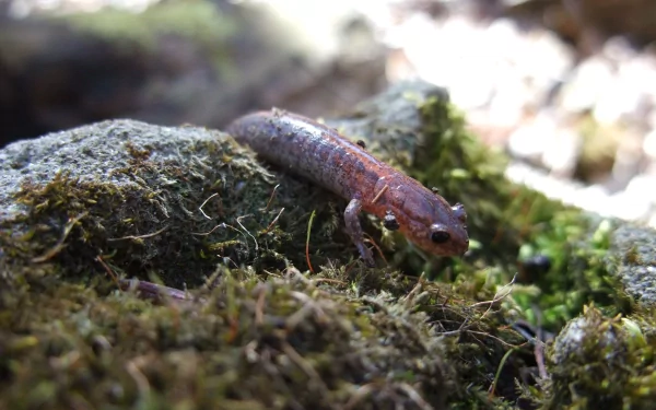 Animal newt HD Desktop Wallpaper | Background Image