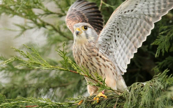 HD PC desktop wallpaper featuring a kestrel with wings spread, perched on a green tree branch in a natural outdoor setting.