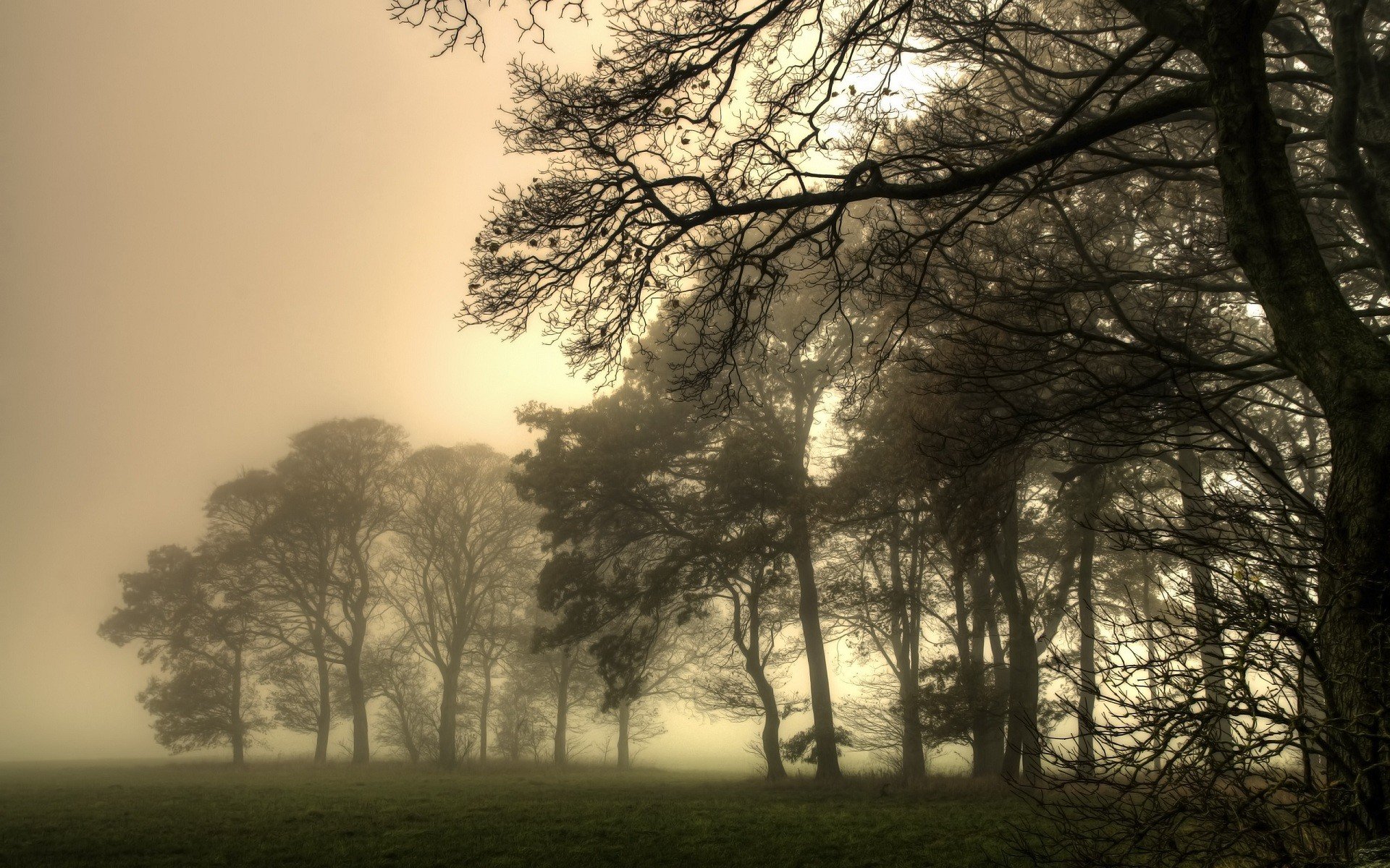 HD PC desktop wallpaper/background — a nature, fog scene of tall trees silhouetted against golden mist, grassy foreground and a distant treeline fading into haze.