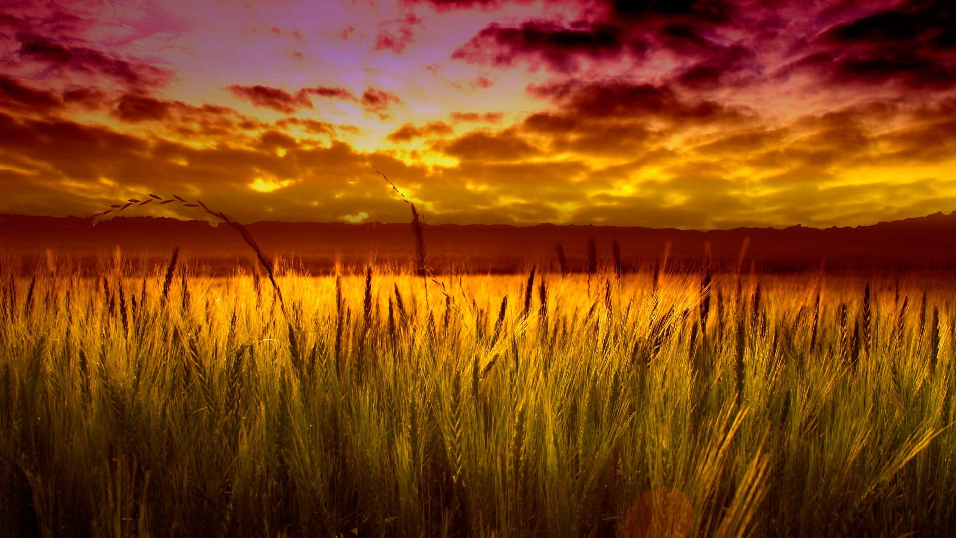 HD PC desktop wallpaper of a wheat field at sunset, showcasing golden stalks under a dramatic, colorful sky.