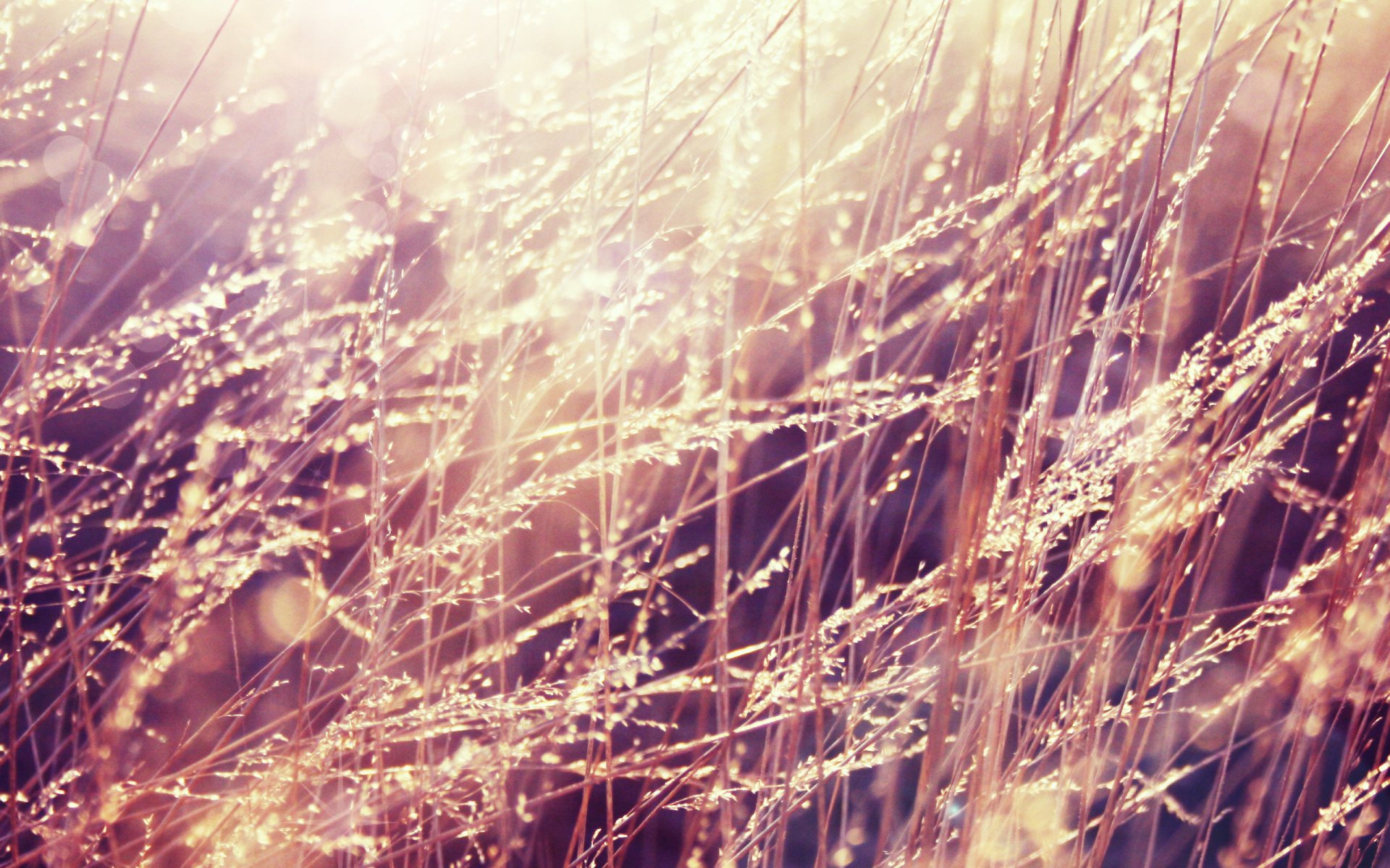 HD desktop wallpaper featuring nature with close-up golden grass softly illuminated by warm sunlight.