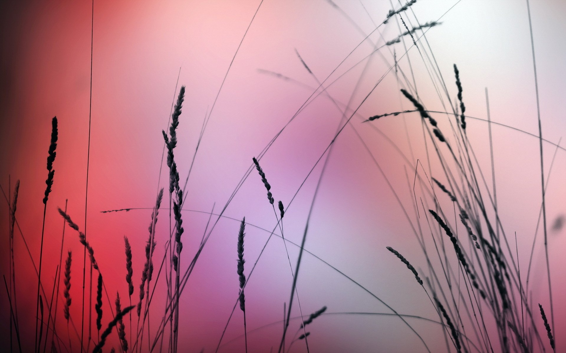 HD PC desktop wallpaper featuring delicate grass silhouettes against a softly blurred gradient background of pink and purple hues, capturing serene natural beauty.
