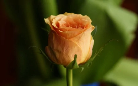 HD PC desktop wallpaper showing a close-up of a peach-colored rosebud with delicate petals against a blurred green natural background.