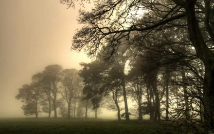 HD PC desktop wallpaper/background — a nature, fog scene of tall trees silhouetted against golden mist, grassy foreground and a distant treeline fading into haze.
