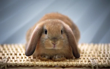 A high-definition desktop wallpaper featuring a cute rabbit with long ears, sitting on a woven surface, with a soft blue background.
