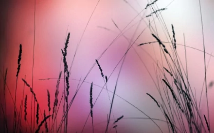 nature grass HD Desktop Wallpaper | Background Image