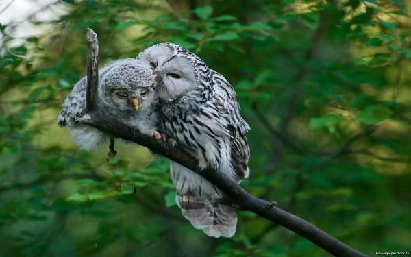 Animal barred owl HD Desktop Wallpaper | Background Image