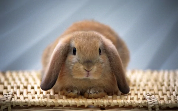 A high-definition desktop wallpaper featuring a cute rabbit with long ears, sitting on a woven surface, with a soft blue background.