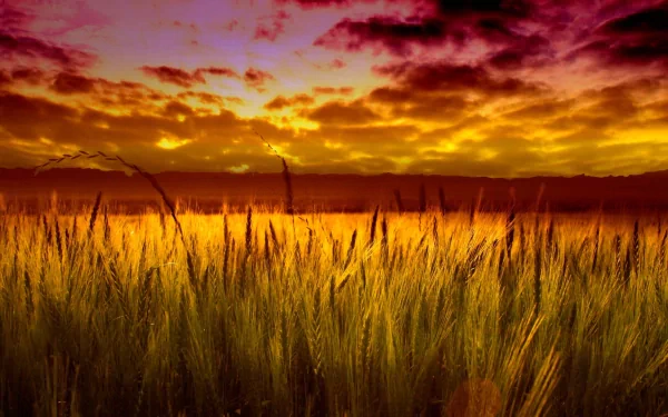 HD PC desktop wallpaper of a wheat field at sunset, showcasing golden stalks under a dramatic, colorful sky.
